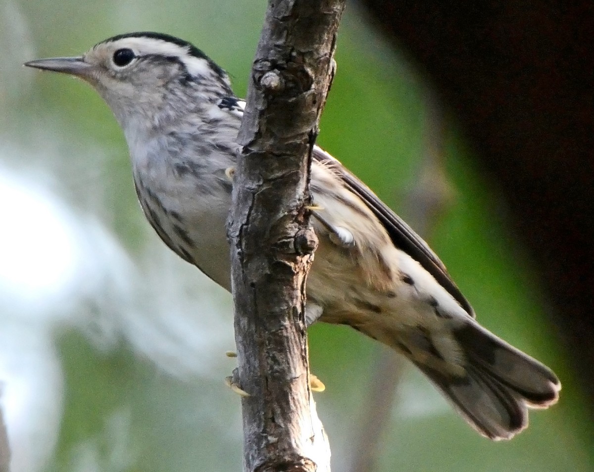 Black-and-white Warbler - ML49862151