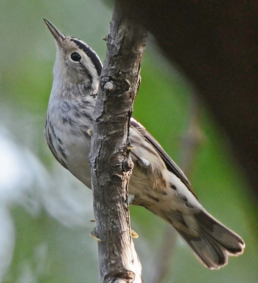 Black-and-white Warbler - ML49862161