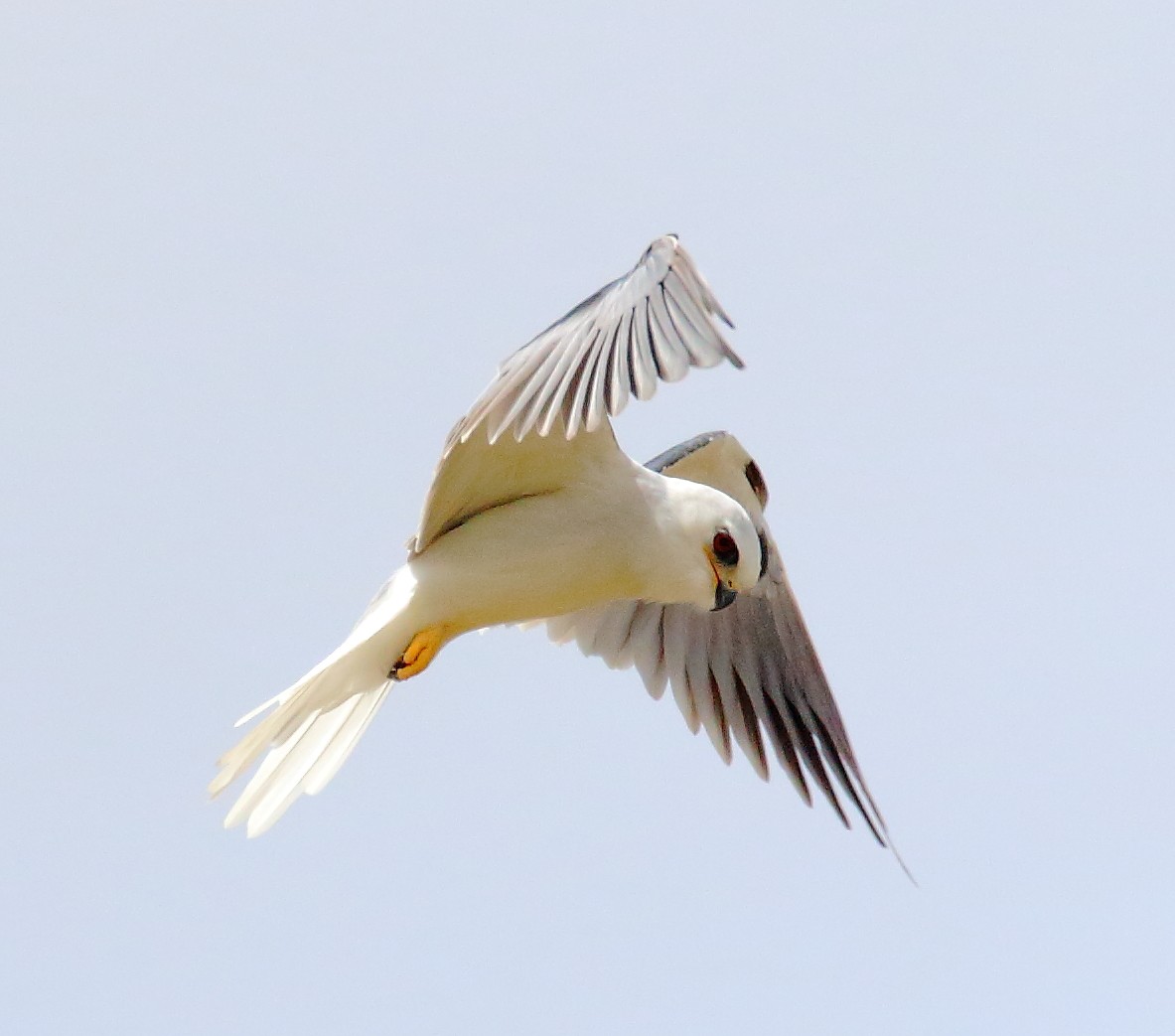 White-tailed Kite - ML498623711