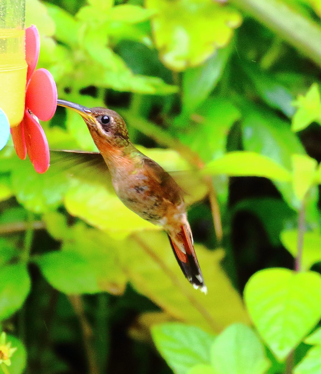 Rufous-breasted Hermit - ML498627331