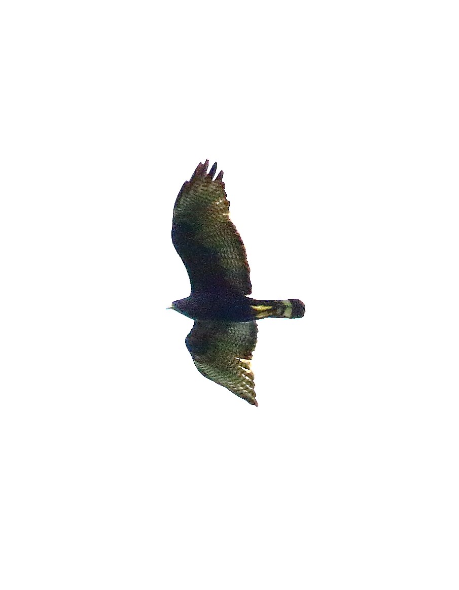 Zone-tailed Hawk - ML498627851