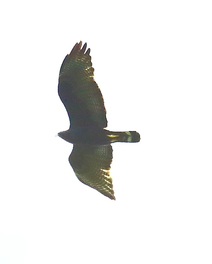 Zone-tailed Hawk - ML498627861