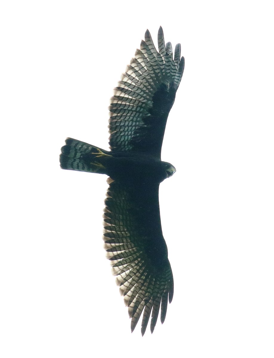 Zone-tailed Hawk - Mats Hildeman