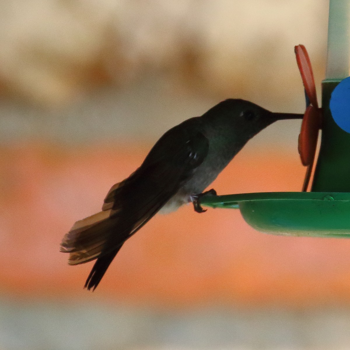 Sombre Hummingbird - ML498628551