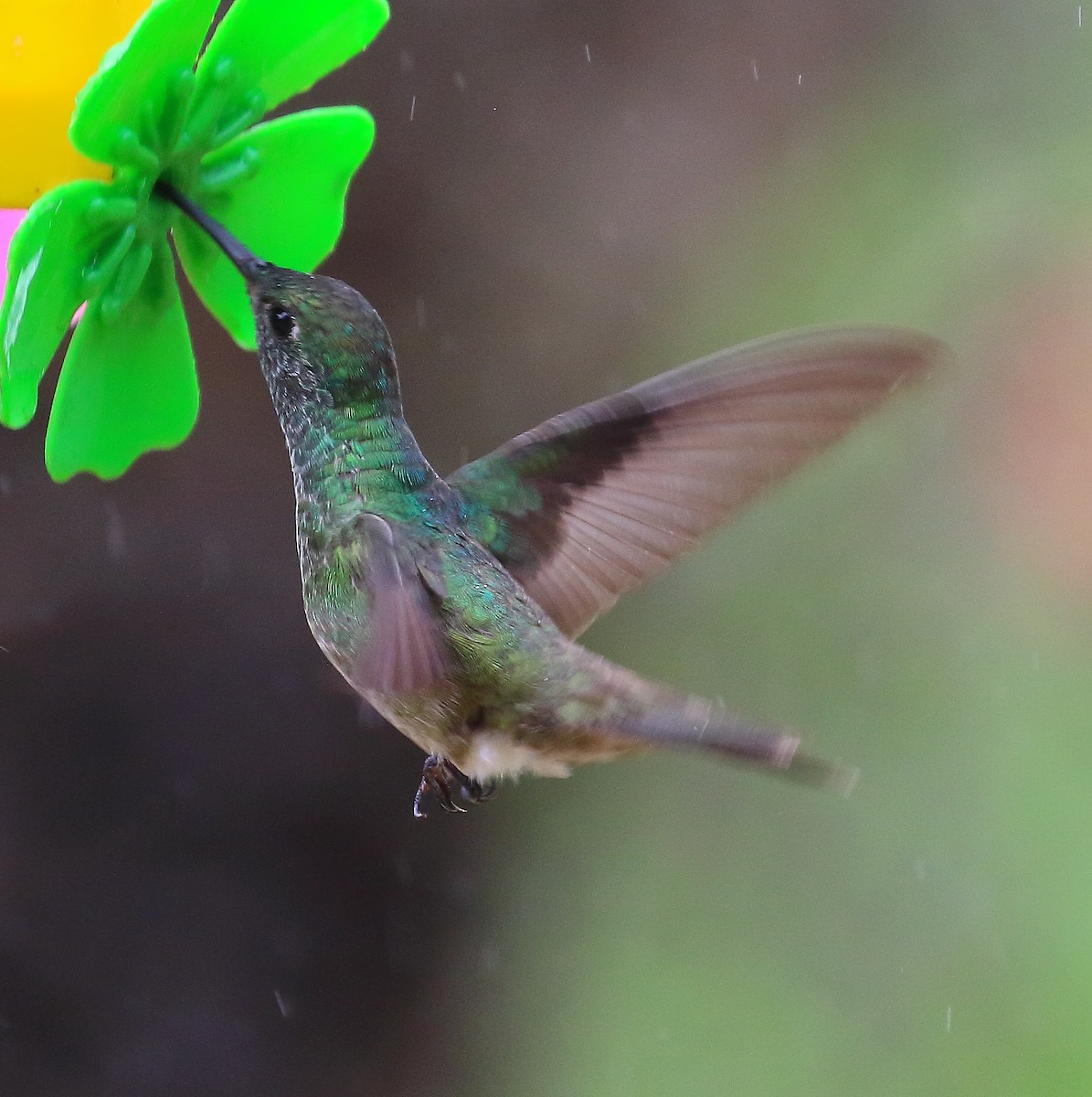 kolibřík zrcadlový - ML498629171