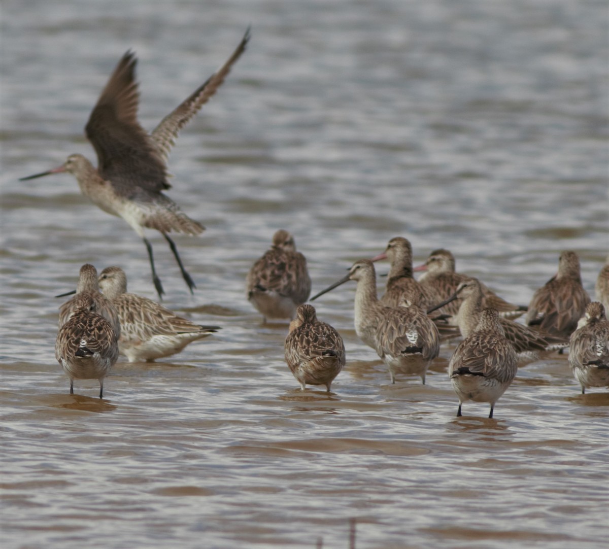 Asian Dowitcher - Greg Roberts