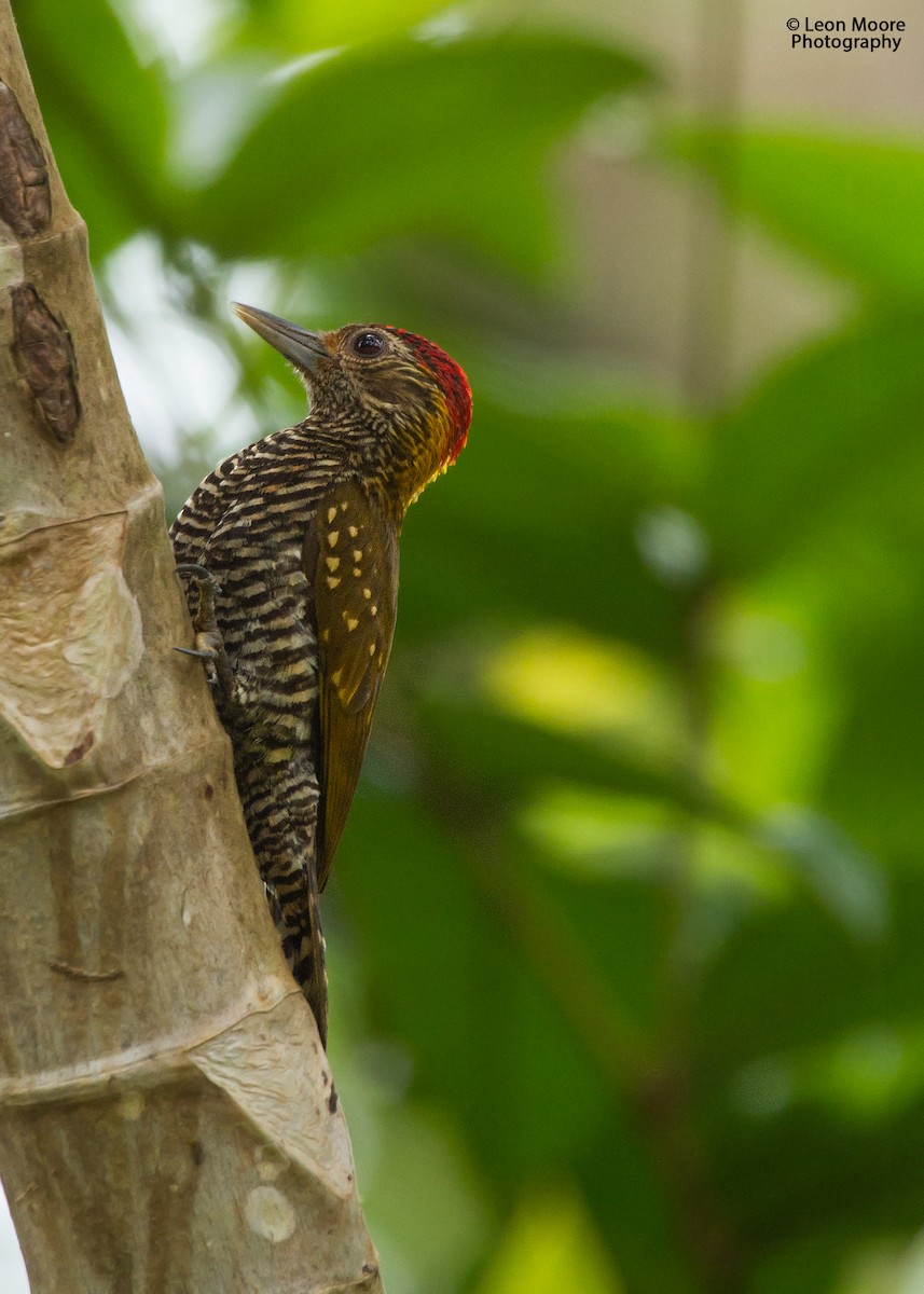Golden-collared Woodpecker - Leon Moore
