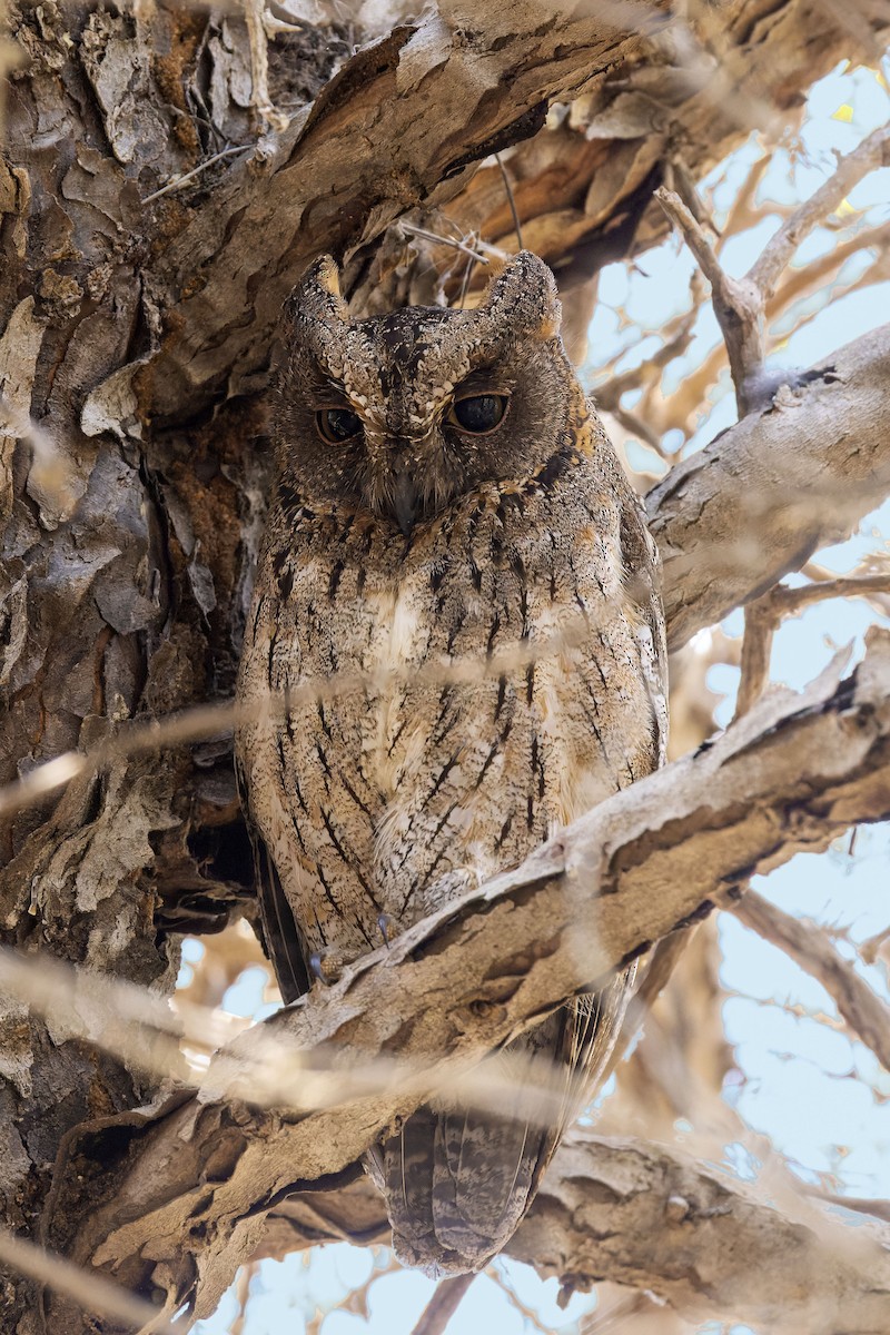 Madagascar Scops-Owl (Torotoroka) - ML498633991