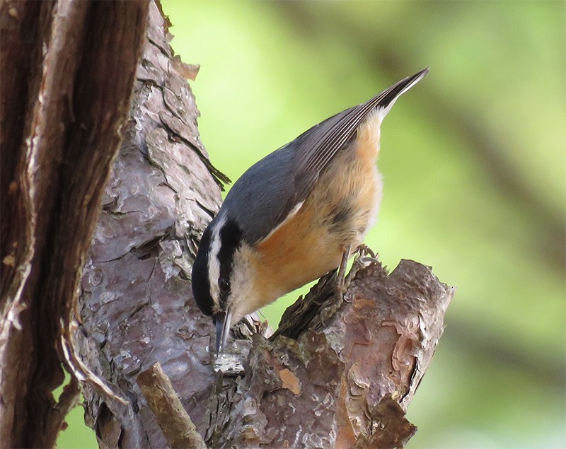 Red-breasted Nuthatch - Karen Lebing