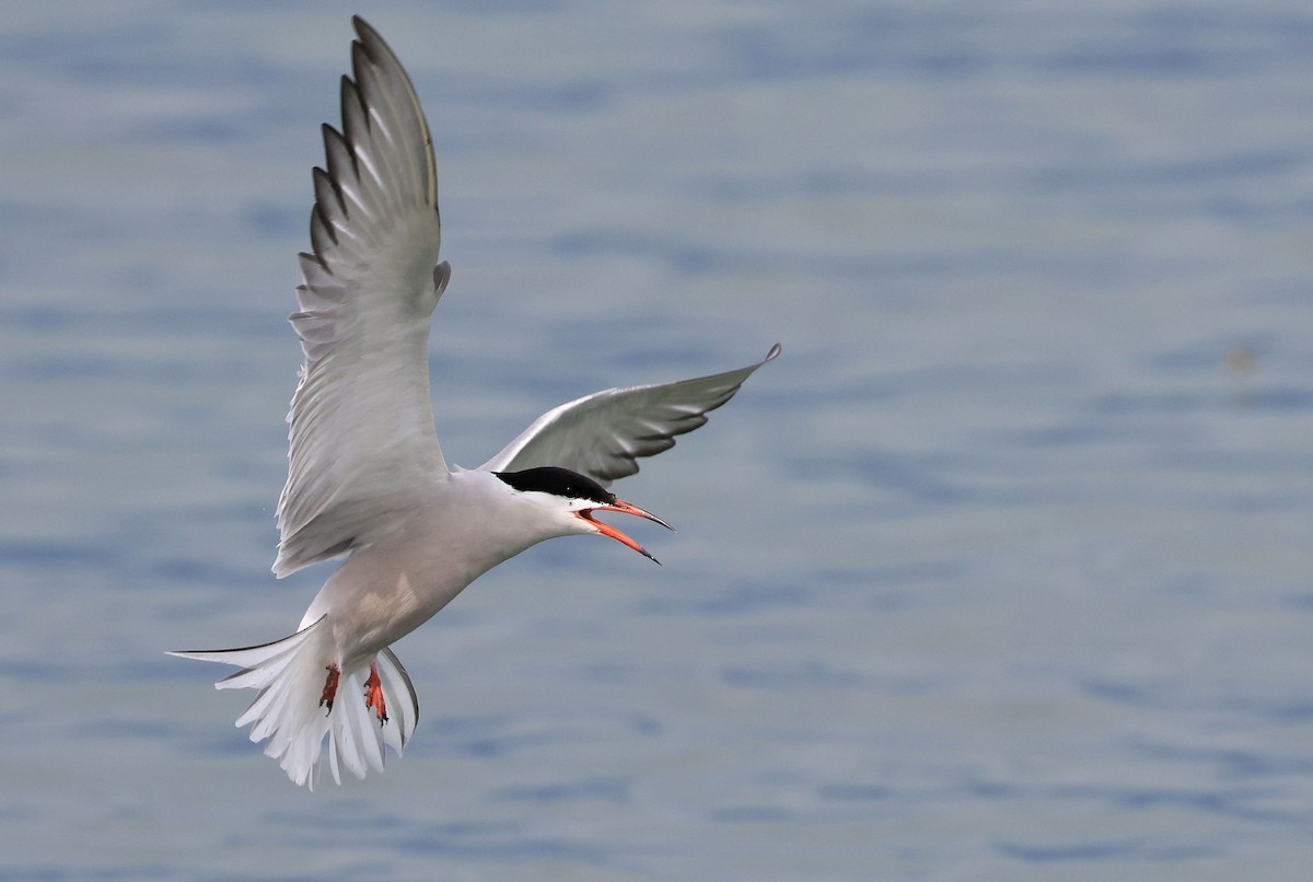 Common Tern - Patrick MONNEY