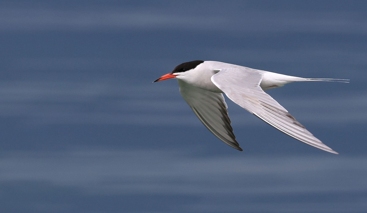Common Tern - ML498639441