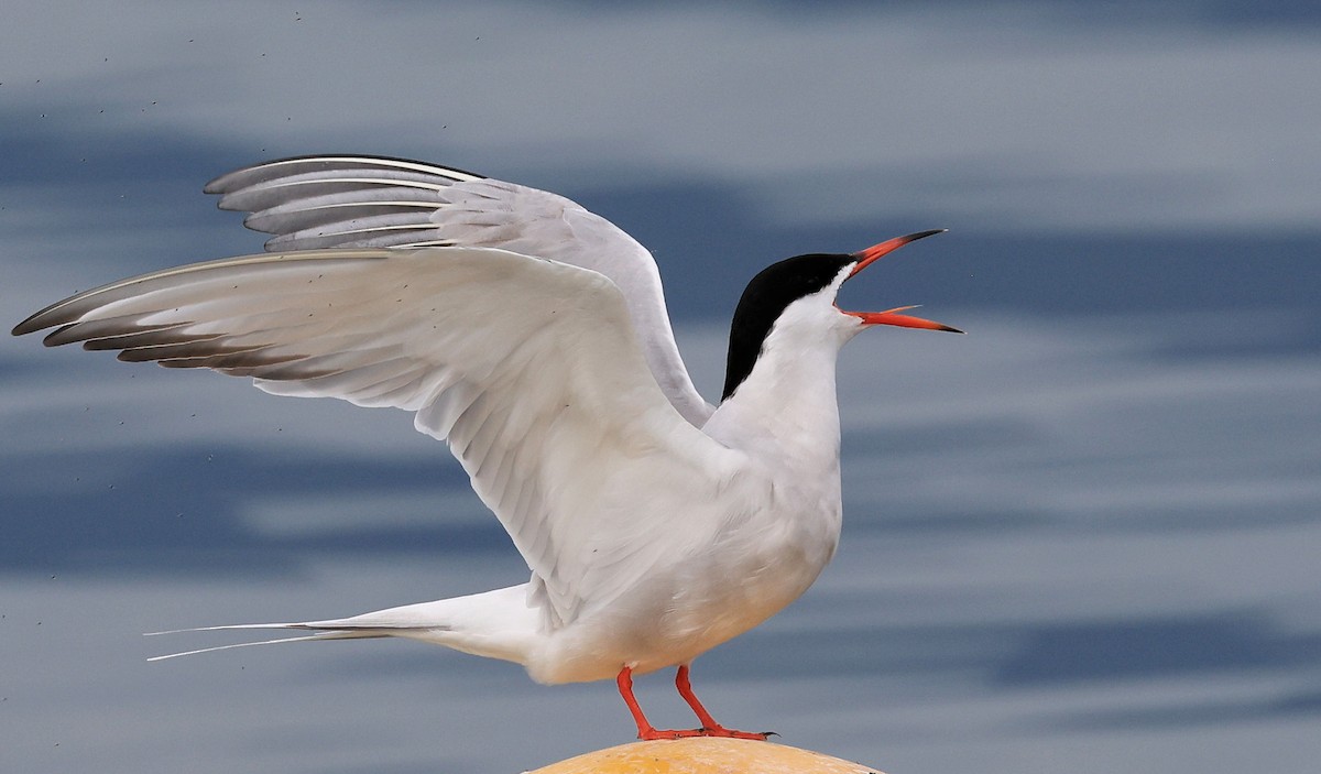 Common Tern - ML498639451