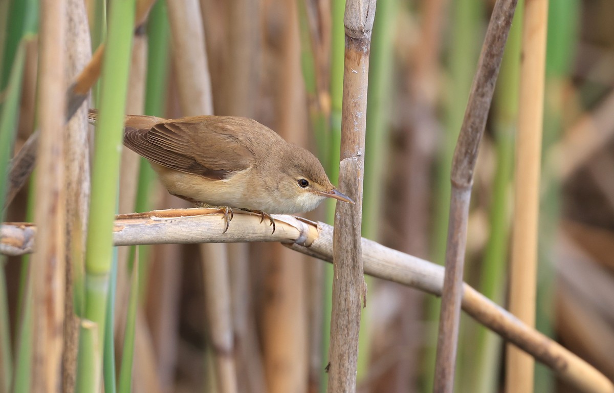 Common Reed Warbler - ML498639491