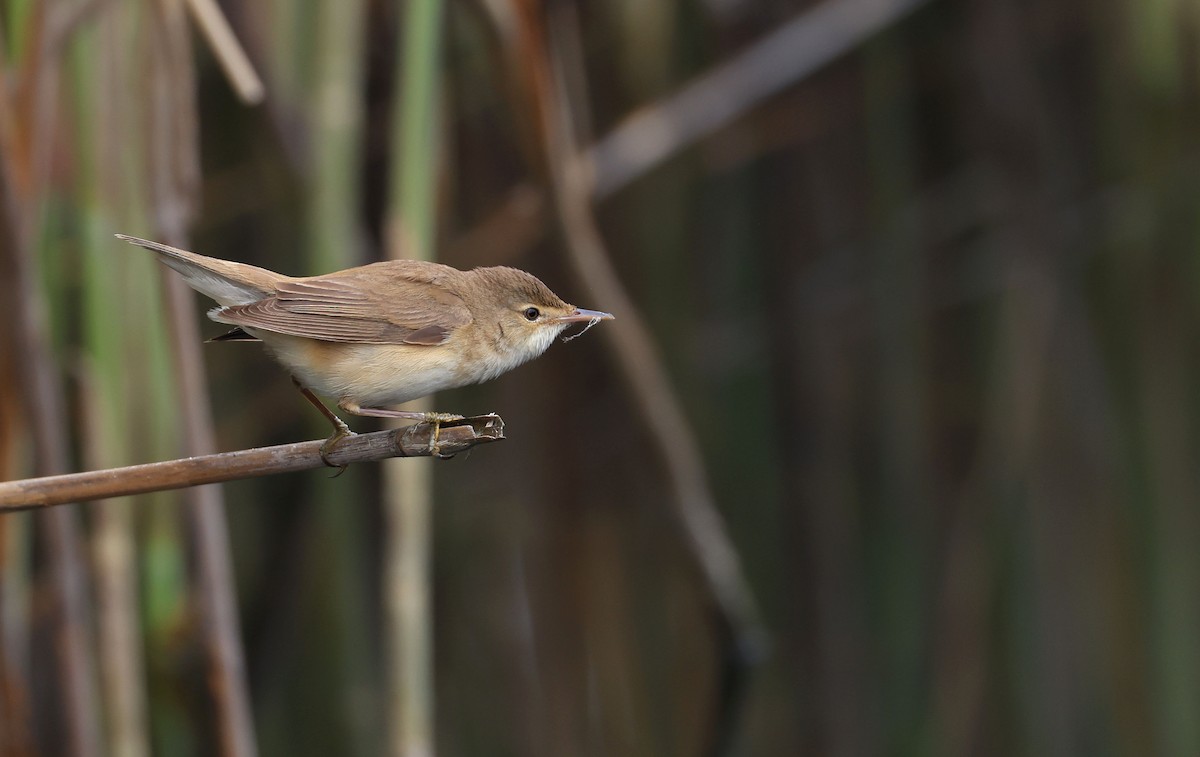 Common Reed Warbler - ML498639501