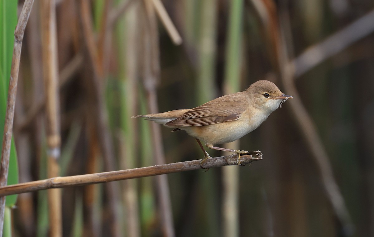Common Reed Warbler - ML498639511