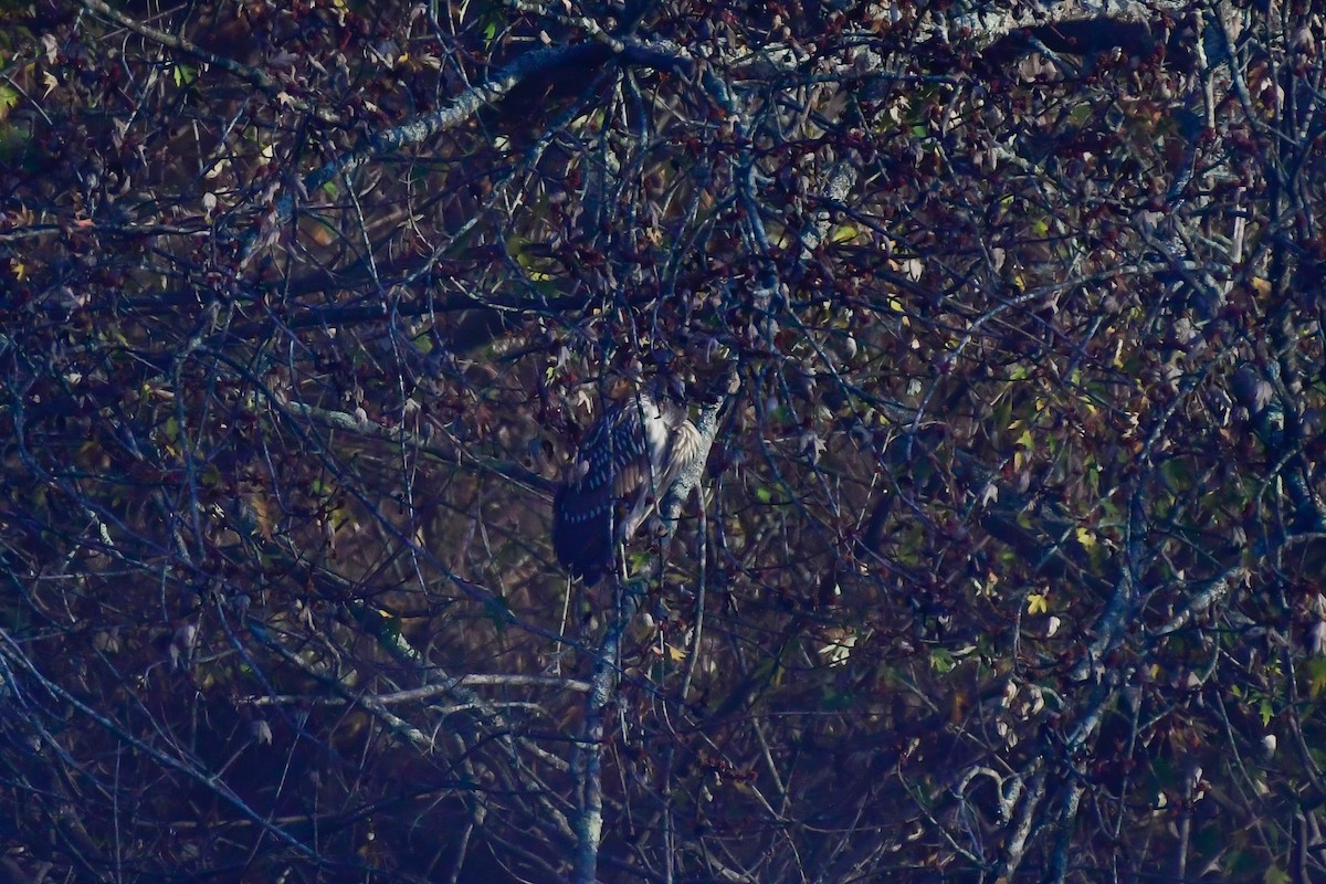 Black-crowned Night Heron - ML498640721