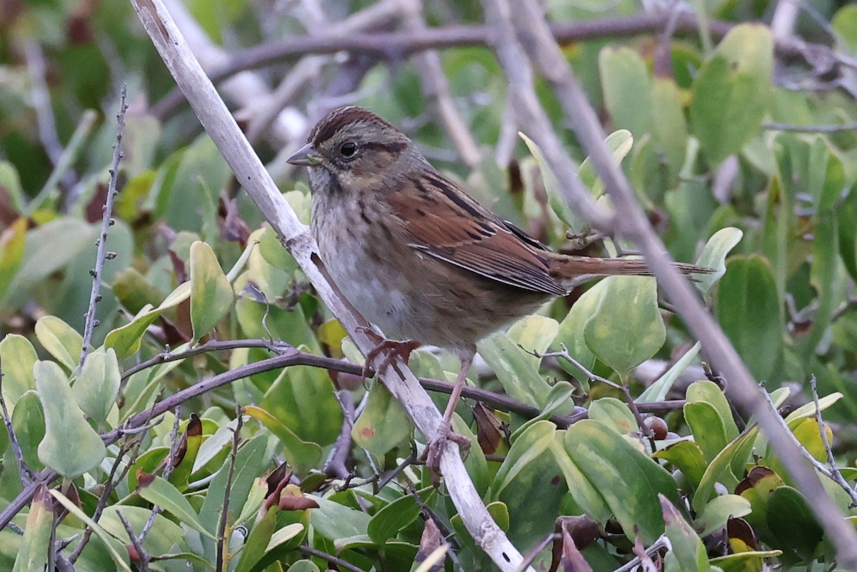 Swamp Sparrow - ML498647131