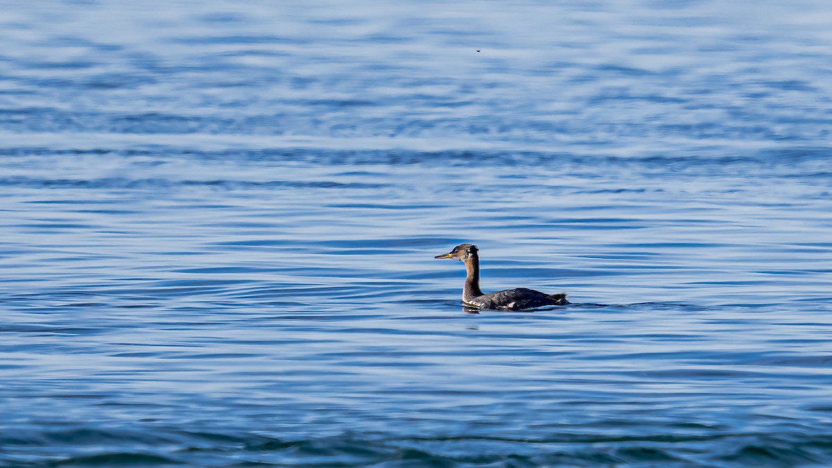 Red-necked Grebe - ML498647231