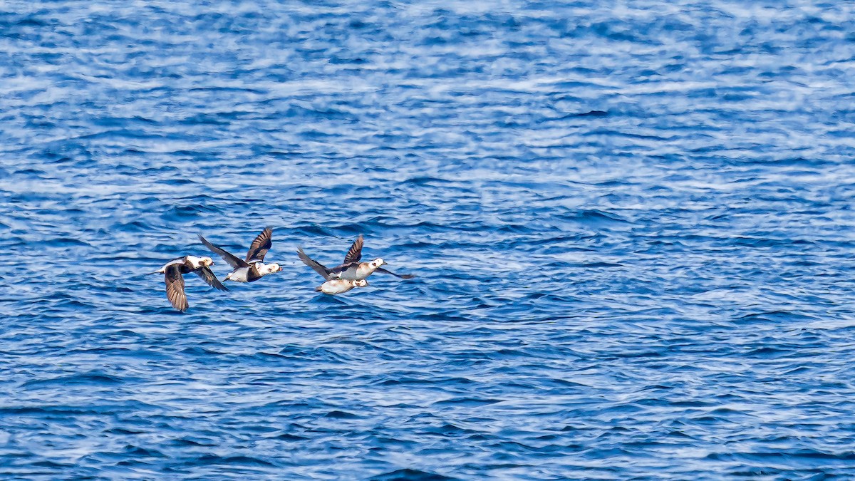 Long-tailed Duck - ML498647291