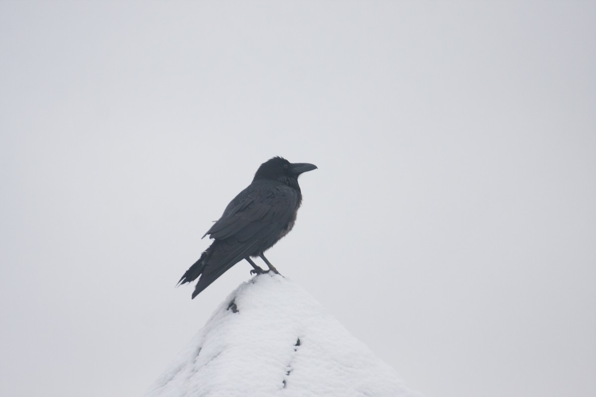Common Raven - Marshall Iliff