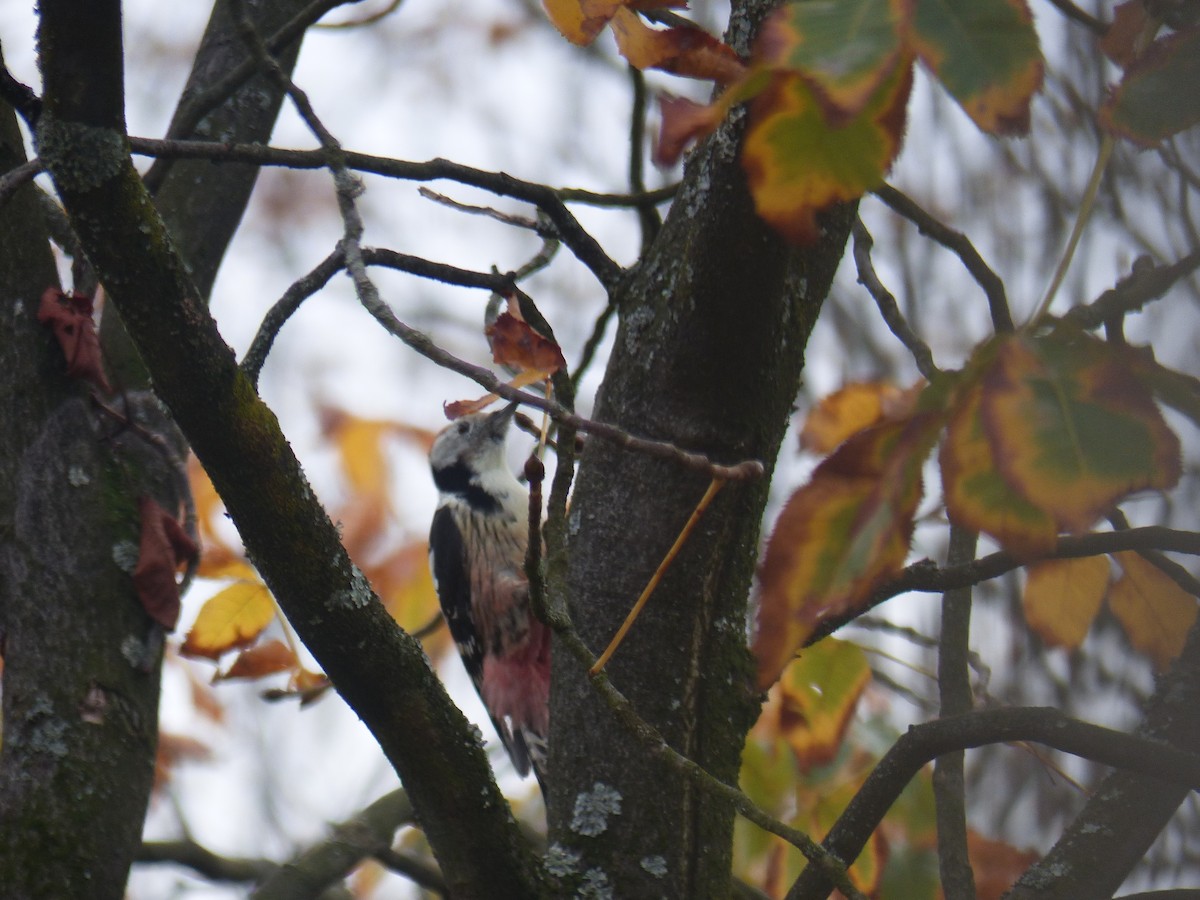 Middle Spotted Woodpecker - ML498653931
