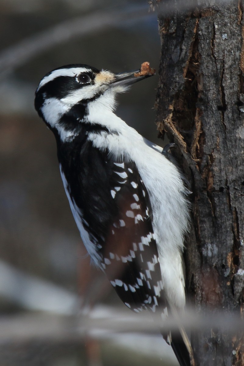 Hairy Woodpecker (Eastern) - ML49866411