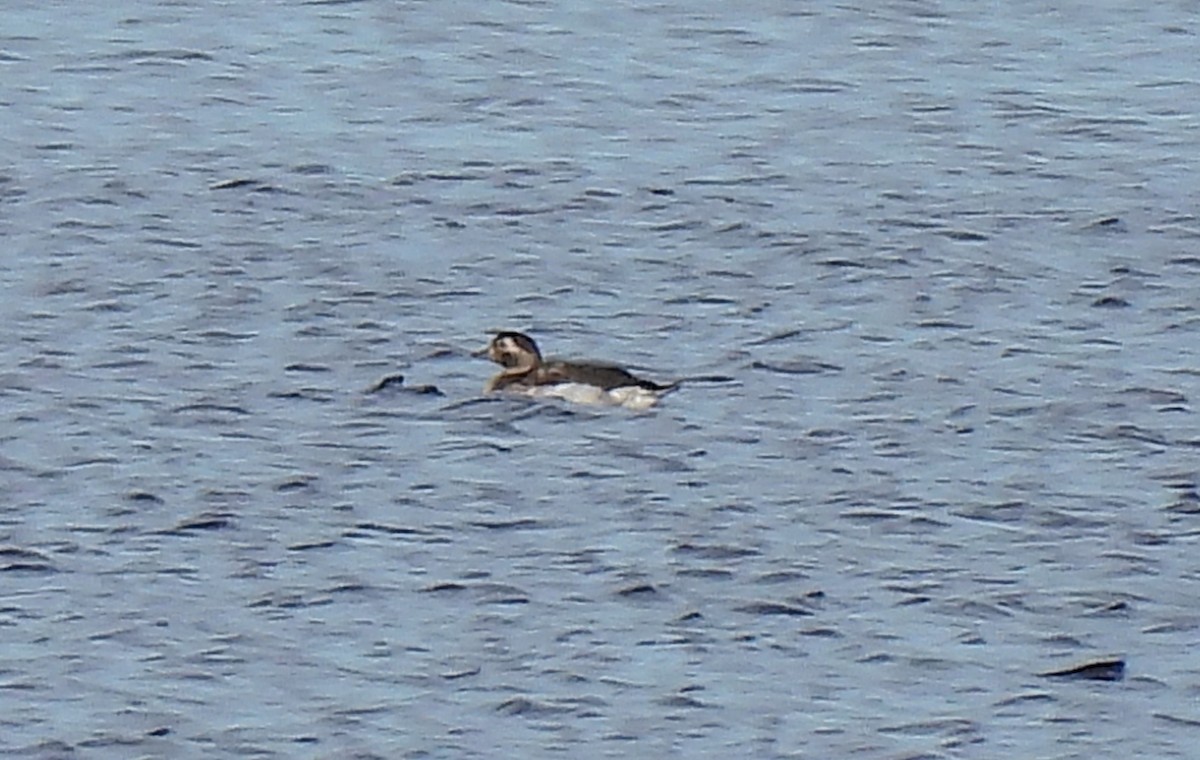 Long-tailed Duck - ML498667911