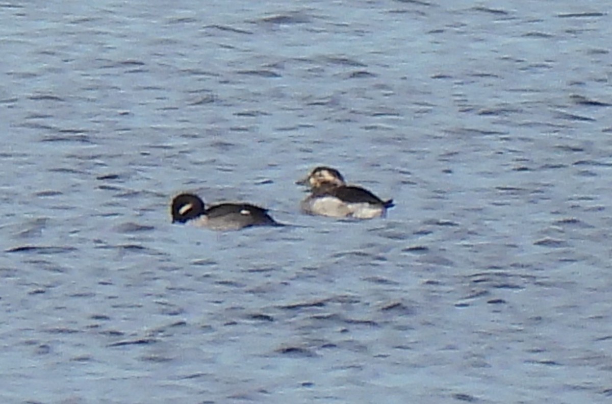 Long-tailed Duck - ML498667921