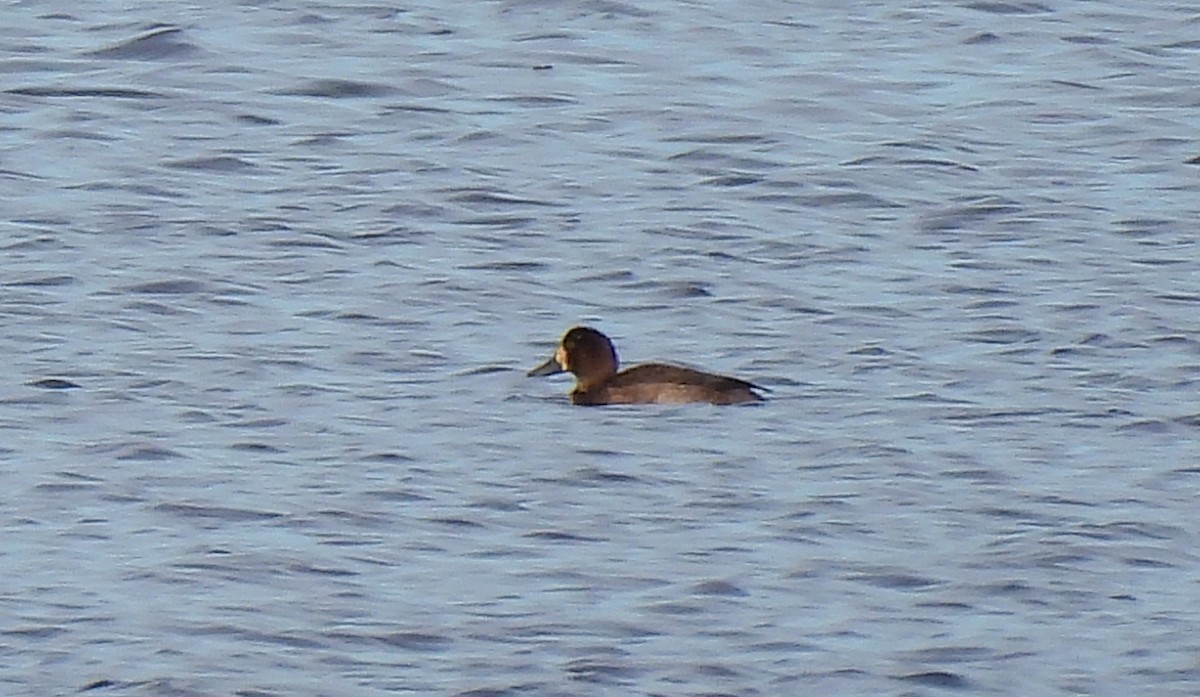 Greater Scaup - ML498668521