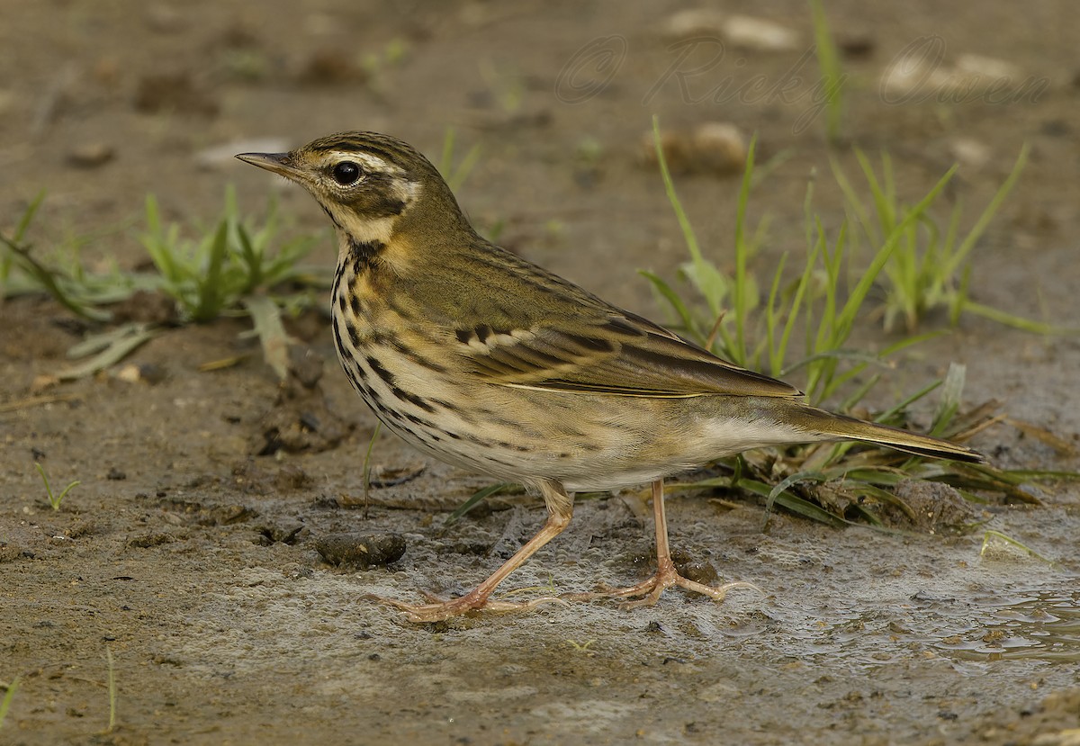 Olive-backed Pipit - ML498671671
