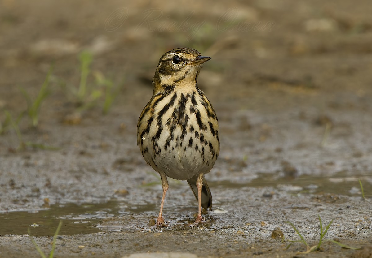 Olive-backed Pipit - ML498671791
