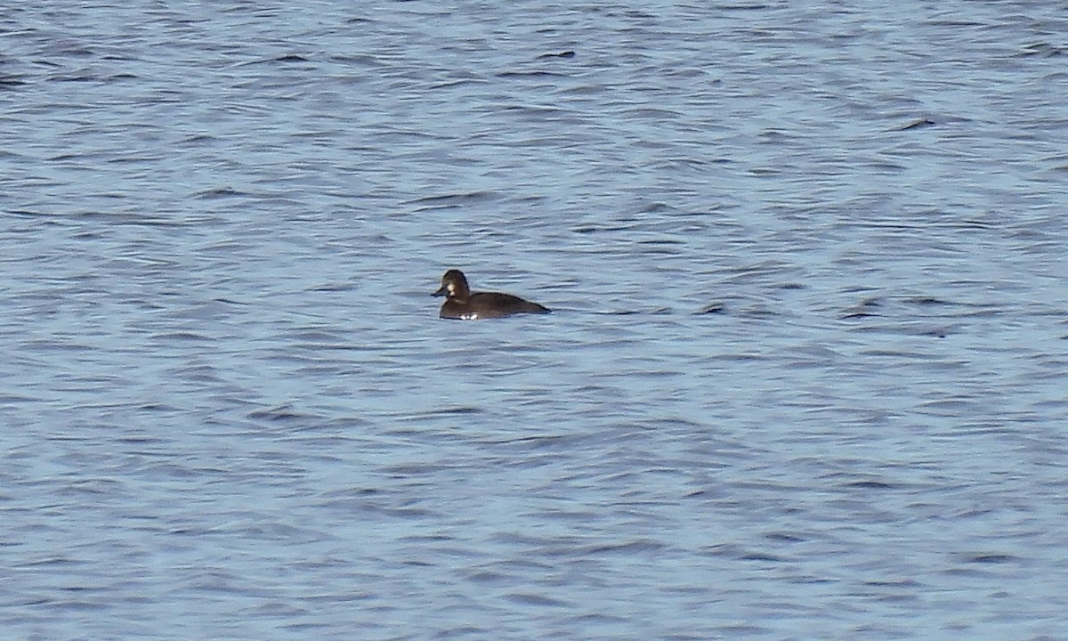 Greater/Lesser Scaup - ML498672481