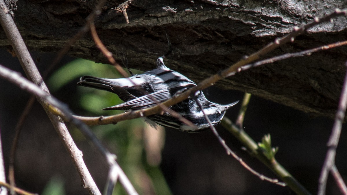 Black-and-white Warbler - ML49867521