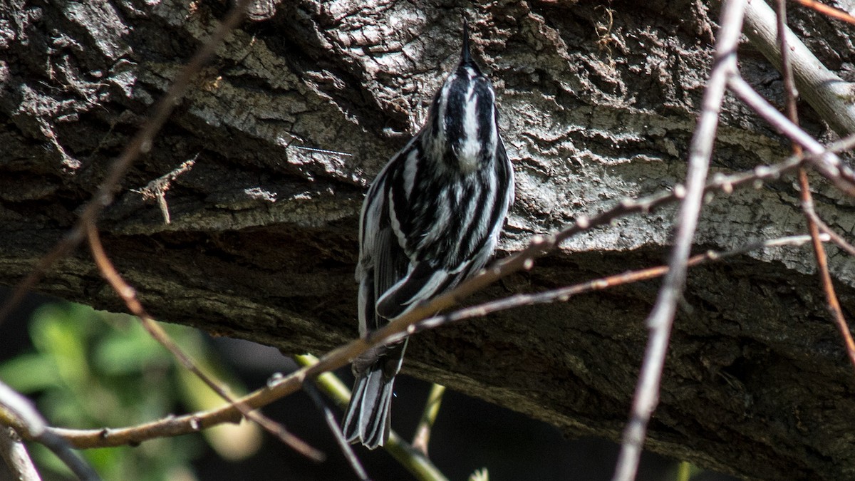 Black-and-white Warbler - ML49867541