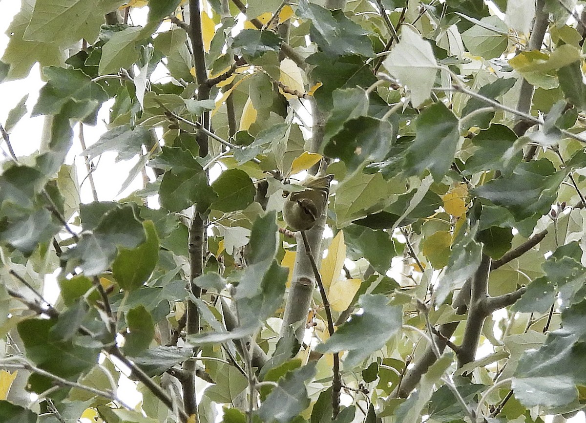 Yellow-browed Warbler - Alfonso Rodrigo