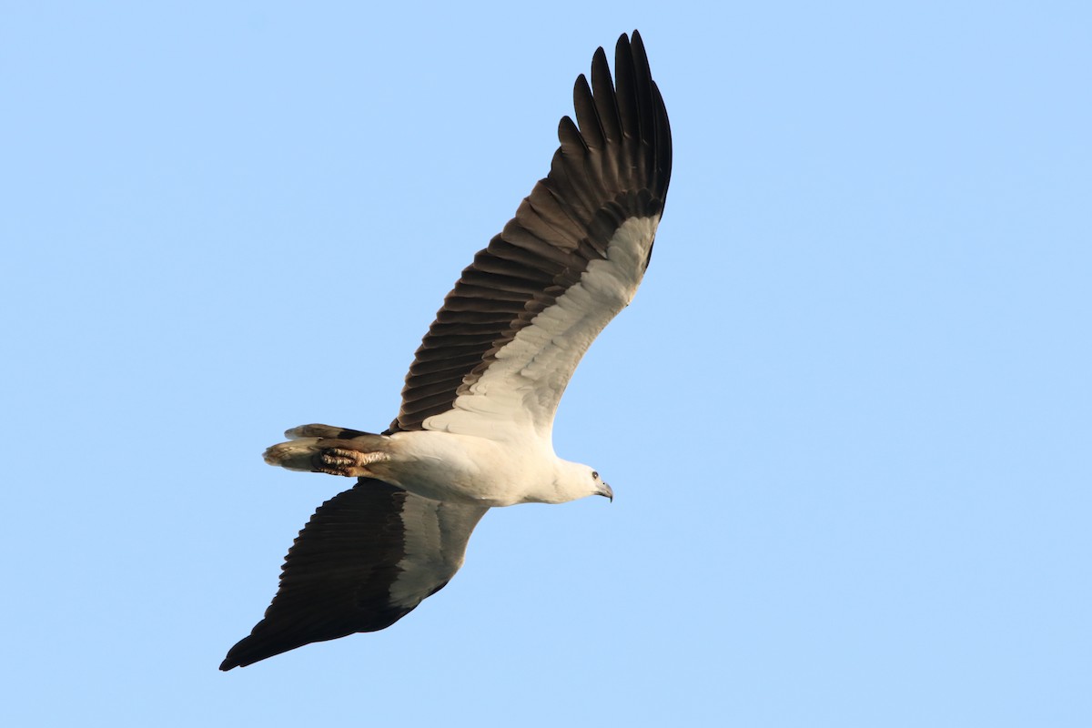 White-bellied Sea-Eagle - Carsten Sekula