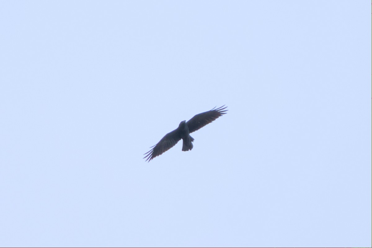 Common Raven - ML498682331