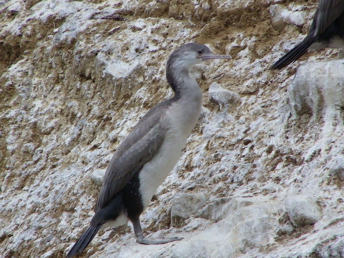 Spotted Shag - ML498683431