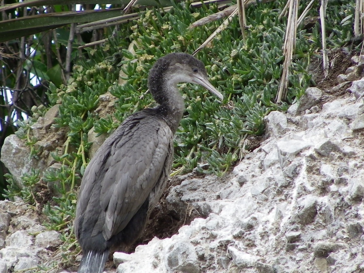 Spotted Shag - ML498683451