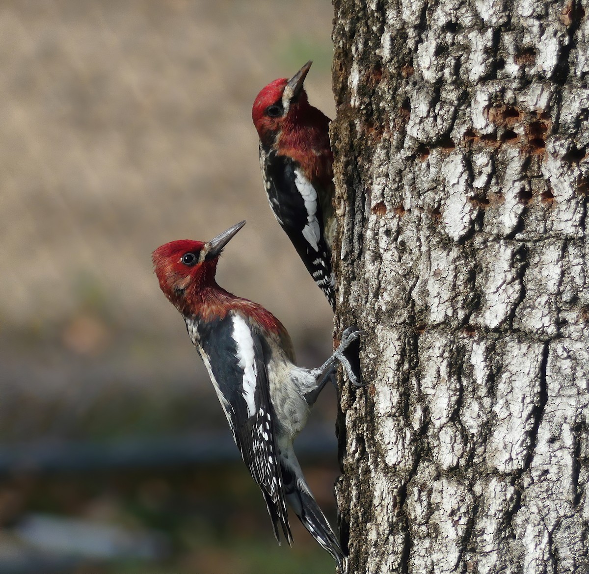 Red-breasted Sapsucker - ML498686721