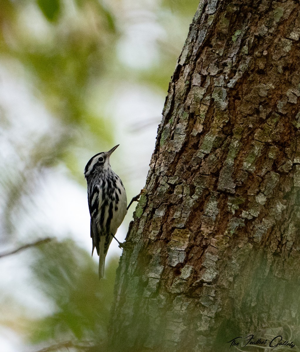 Black-and-white Warbler - ML498686891