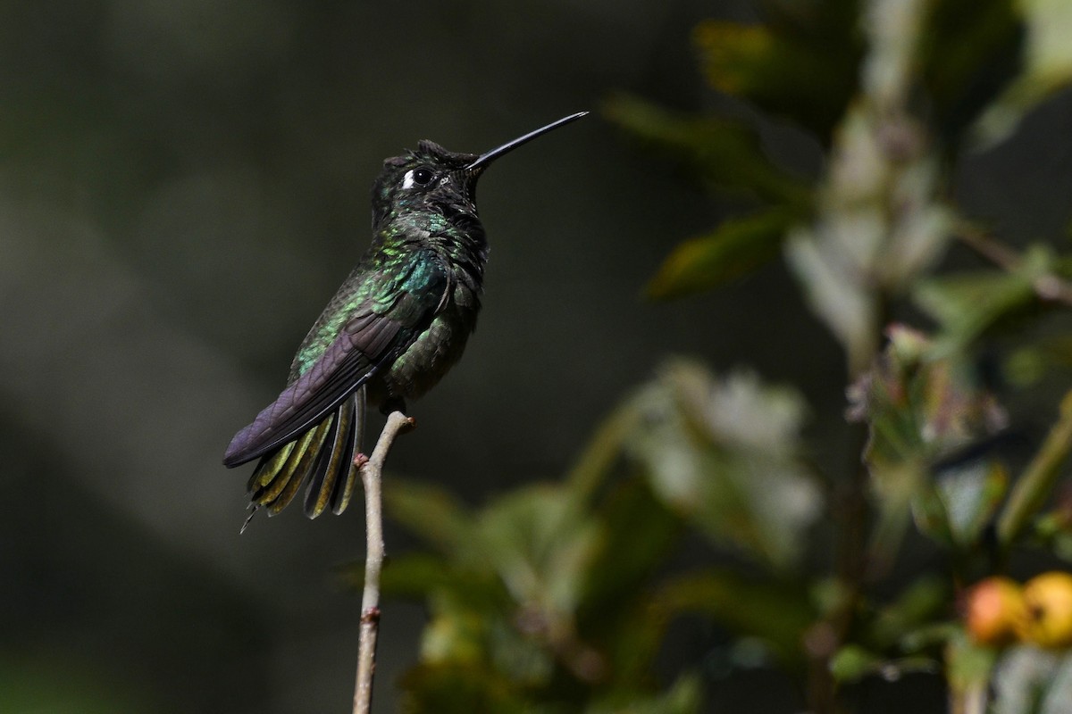 Rivoli's Hummingbird - ML498687371