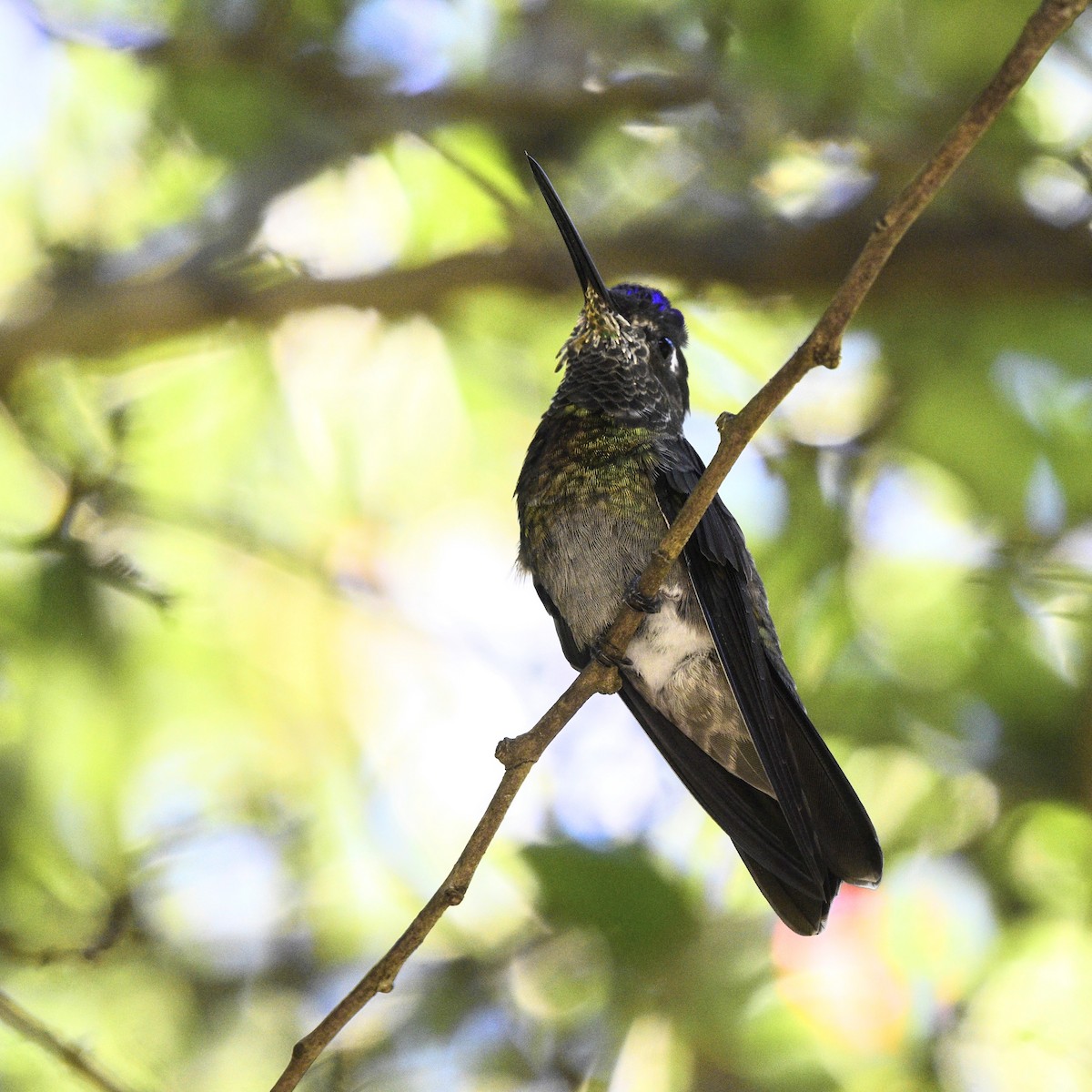 Rivoli's Hummingbird - David de Rivera Tønnessen