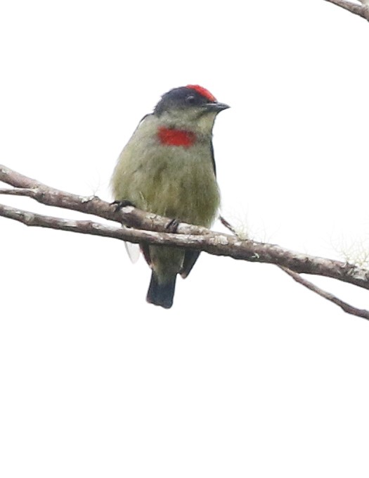 Red-capped Flowerpecker - ML498688871