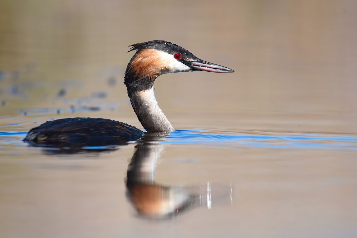 Great Crested Grebe - ML498689061