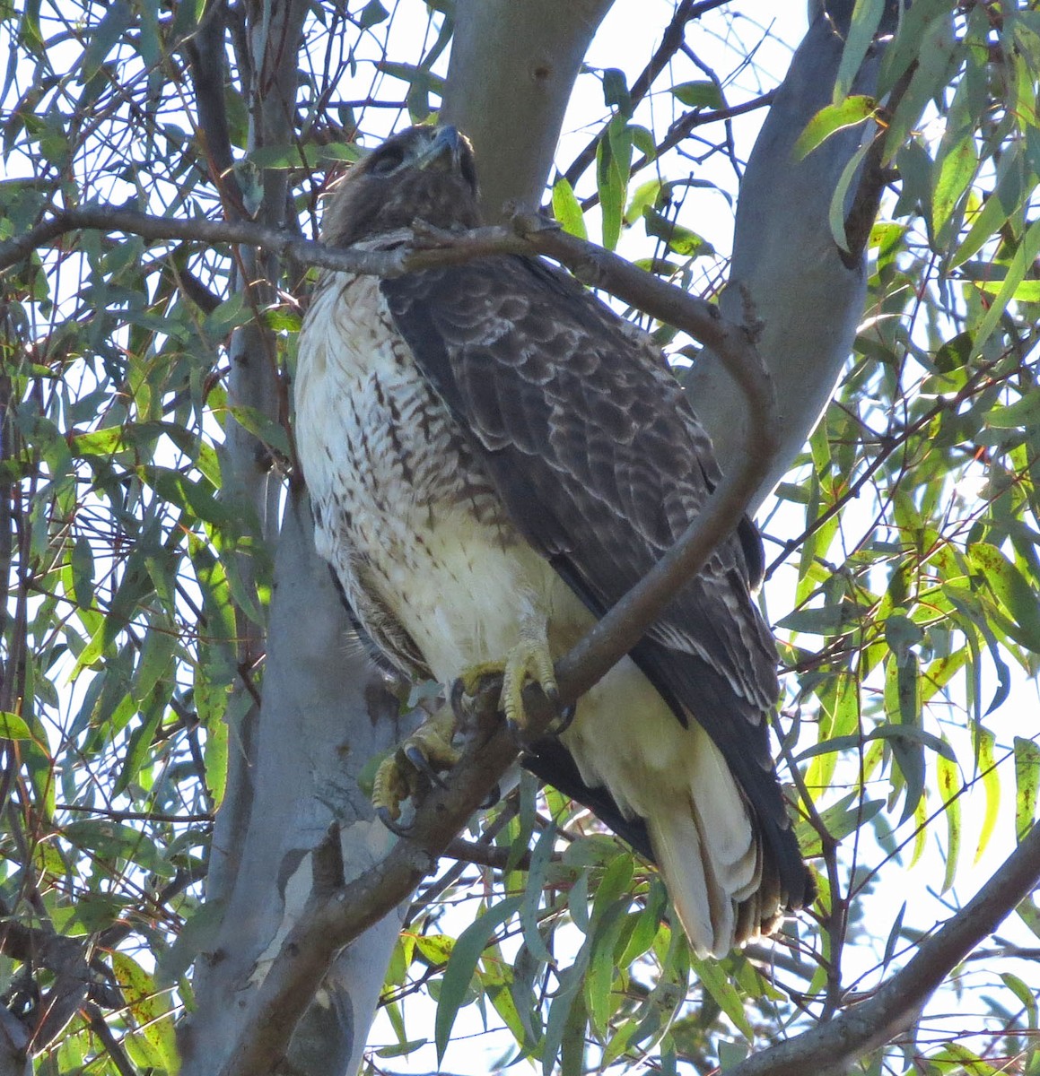 Red-tailed Hawk - ML49869331