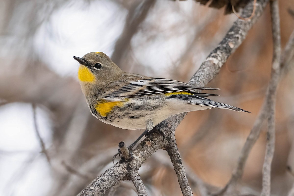 Yellow-rumped Warbler (Audubon's) - ML498699921