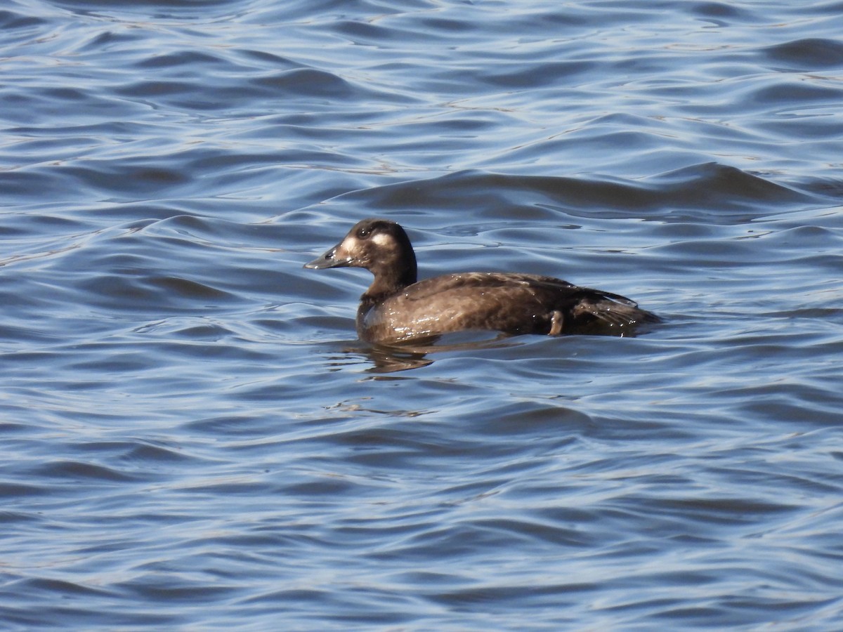 eBird Checklist - 29 Oct 2022 - Berge Camille-Barbe - 6 species