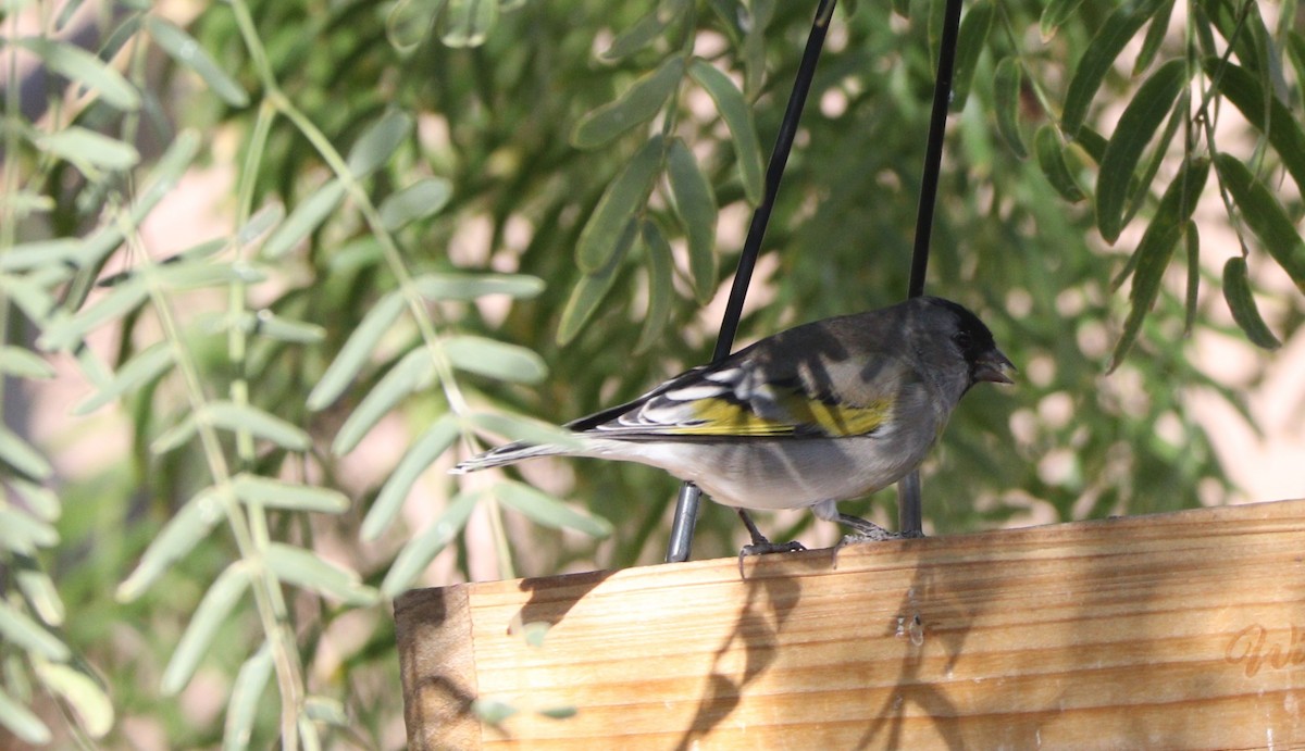 eBird Checklist 29 Oct 2022 Artesia Pahrump, Nv. 10 species
