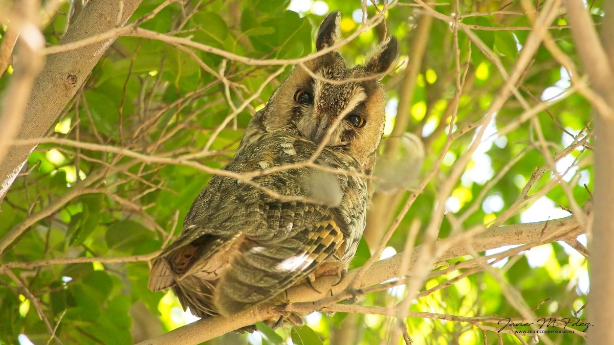 Long-eared Owl - Javier M Fernández Hdez.